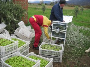 la-raccolta-delle-olive-ducale-cividale-del-friuli (11)