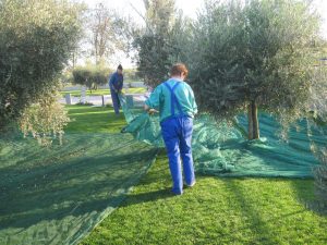 la-raccolta-delle-olive-ducale-cividale-del-friuli (4)