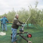 la-raccolta-delle-olive-ducale-cividale-del-friuli (5)