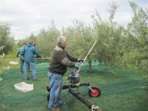 la-raccolta-delle-olive-ducale-cividale-del-friuli (5)