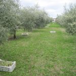 la-raccolta-delle-olive-ducale-cividale-del-friuli (8)