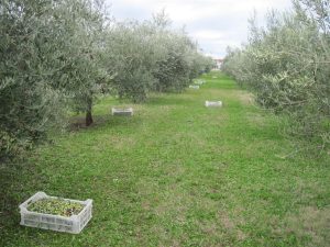 la-raccolta-delle-olive-ducale-cividale-del-friuli (8)