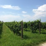 il-vigneto-olio-ducale-cividale-del-friuli (6)