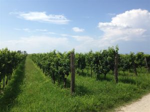 il-vigneto-olio-ducale-cividale-del-friuli (6)