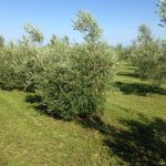 l-uliveto-olio-ducale-a-cividale-del-friuli (05b)